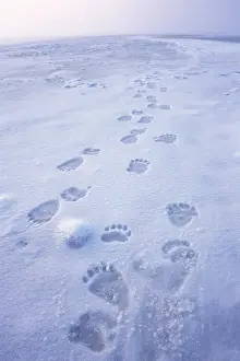 polar bear, Ursus maritimus, fresh tracks on the pack ice of the 1002 coastal plain