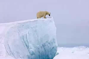 polar bear, Ursus maritimus, on a giant iceberg in the frozen eastern Chuckchi Sea