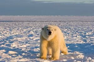 Images Dated 28th October 2006: polar bear, Ursus maritimus, on ice and snow, 1002 coastal plain of the Arctic National
