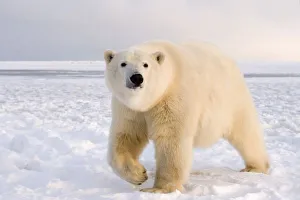 Images Dated 27th October 2006: polar bear, Ursus maritimus, on ice and snow, 1002 coastal plain of the Arctic National