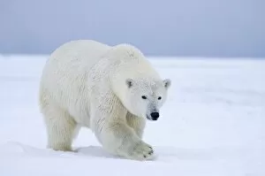 Images Dated 26th October 2006: polar bear, Ursus maritimus, on ice and snow, 1002 coastal plain of the Arctic National