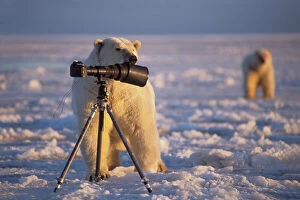 Bear Gallery: polar bear, Ursus maritimus, investigates a camera lens hood on the pack ice of the