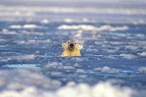 Images Dated 9th November 2005: polar bear, Ursus maritimus, in an open lead of the pack ice, 1002 coastal plain