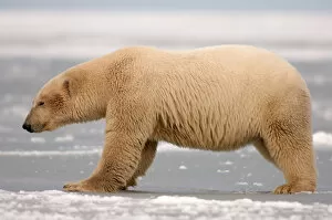 Images Dated 8th October 2005: polar bear, Ursus maritimus, on the pack ice, 1002 coastal plain of the Arctic National