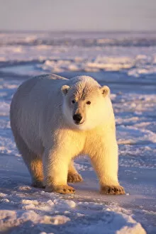Images Dated 9th November 2005: polar bear, Ursus maritimus, on the pack ice of the frozen coastal plain, 1002 area