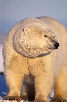polar bear, Ursus maritimus, on the pack ice of the frozen coastal plain, 1002 area