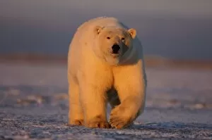 Images Dated 15th October 2005: polar bear, Ursus maritimus, on the pack ice at sunset, 1002 coastal plain of the