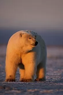 polar bear, Ursus maritimus, on the pack ice at sunset, 1002 coastal plain of the