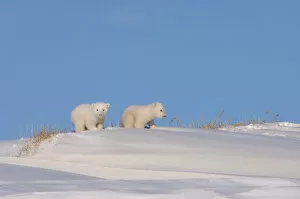 polar bear, Ursus maritimus, pair of newborn spring cubs playing outside their den