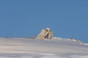 Images Dated 24th March 2006: polar bear, Ursus maritimus, pair of newborn spring cubs playing outside their den