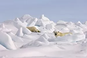 polar bear, Ursus maritimus, pair resting on rough ice in the frozen eastern Chuckchi Sea