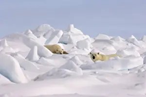 Images Dated 2nd June 2006: polar bear, Ursus maritimus, pair resting on rough ice in the frozen eastern Chuckchi Sea