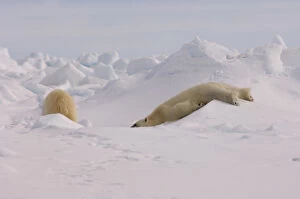 polar bear, Ursus maritimus, playfully sliding down rough ice, frozen eastern Chuckchi Sea