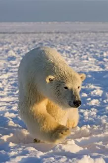 Images Dated 28th October 2006: polar bear, Ursus maritimus, polar bear on ice and snow, 1002 coastal plain of the