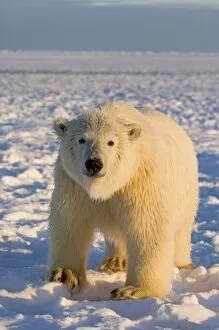 Images Dated 28th October 2006: polar bear, Ursus maritimus, polar bear on ice and snow, 1002 coastal plain of the