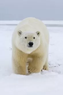 Images Dated 26th October 2006: polar bear, Ursus maritimus, polar bear on ice and snow, 1002 coastal plain of the