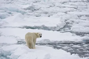 Images Dated 27th July 2021: Polar bear (Ursus maritimus), Polar Ice Cap, north of Spitsbergen, Norway