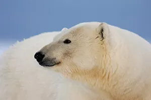 polar bear, Ursus maritimus, profile, 1002 coastal plain of the Arctic National Wildlife Refuge