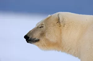 polar bear, Ursus maritimus, profile blinking, 1002 coastal plain of the Arctic National