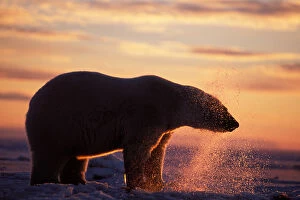 polar bear, Ursus maritimus, pulling its head out of a hole in the ice, at sunrise