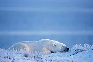 polar bear, Ursus maritimus, resting along the Arctic coast, 1002 coastal plain of
