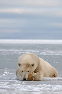 Images Dated 9th October 2005: polar bear, Ursus maritimus, resting on the pack ice, 1002 coastal plain of the Arctic