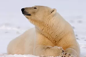 polar bear, Ursus maritimus, resting on the pack ice, 1002 coastal plain of the Arctic