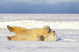 Images Dated 9th November 2005: polar bear, Ursus maritimus, rolling around on the pack ice of the frozen coastal plain