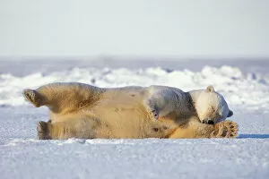 polar bear, Ursus maritimus, rolling around on the pack ice, 1002 area of the Arctic