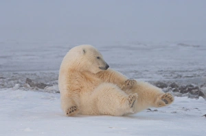Images Dated 18th October 2005: polar bear, Ursus maritimus, rolling around on the pack ice, 1002 coastal plain of