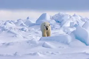 Images Dated 31st May 2006: polar bear, Ursus maritimus, in rough ice on the frozen eastern Chuckchi Sea, Arctic