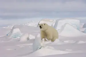 Images Dated 2nd June 2006: polar bear, Ursus maritimus, in rough ice on the frozen eastern Chuckchi Sea, Arctic
