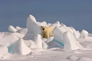 Images Dated 2nd June 2006: polar bear, Ursus maritimus, in rough ice on the frozen eastern Chuckchi Sea, Arctic