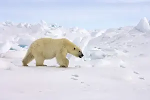Images Dated 2nd June 2006: polar bear, Ursus maritimus, in rough ice on the frozen eastern Chuckchi Sea, Arctic