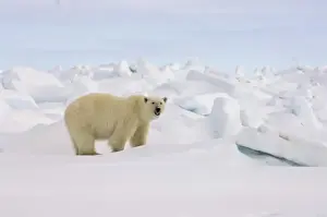 Images Dated 2nd June 2006: polar bear, Ursus maritimus, in rough ice on the frozen eastern Chuckchi Sea, Arctic