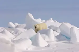 Images Dated 2nd June 2006: polar bear, Ursus maritimus, in rough ice on the frozen eastern Chuckchi Sea, Arctic