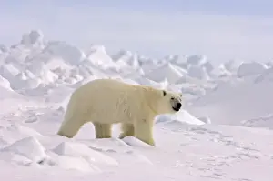 Images Dated 2nd June 2006: polar bear, Ursus maritimus, in rough ice on the frozen eastern Chuckchi Sea, Arctic