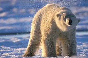 polar bear, Ursus maritimus, shaking off sea water, 1002 area of the Arctic National