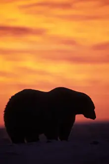 polar bear, Ursus maritimus, silhouette at sunset on the pack ice, 1002 coastal plain