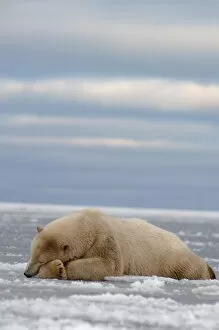 Images Dated 9th October 2005: polar bear, Ursus maritimus, sleeping on the pack ice, 1002 coastal plain of the