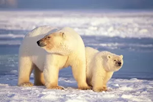 Images Dated 9th November 2005: polar bear, Ursus maritimus, sow with cub on the pack ice of the frozen coastal plain