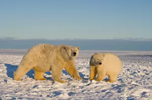 Images Dated 28th October 2006: polar bear, Ursus maritimus, sow with cub on the pack ice, 1002 coastal plain of