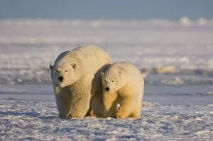 Images Dated 28th October 2006: polar bear, Ursus maritimus, sow with cub on the pack ice, 1002 coastal plain of