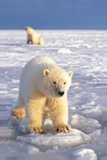 Images Dated 9th November 2005: polar bear, Ursus maritimus, sow with cub playing on the pack ice of the frozen coastal plain