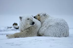 Images Dated 11th October 2005: polar bear, Ursus maritimus, sow with cub sleeping on the pack ice, 1002 coastal plain