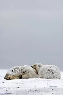 Images Dated 11th October 2005: polar bear, Ursus maritimus, sow with cub sleeping on the pack ice, 1002 coastal plain