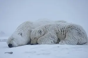 polar bear, Ursus maritimus, sow with cub sleeping on the pack ice, 1002 coastal plain