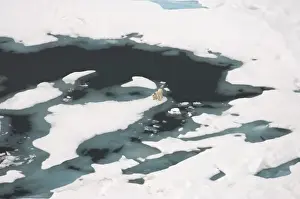 Images Dated 23rd July 2006: polar bear, Ursus maritimus, sow with cub walking on multi-layer ice on the Chuckchi Sea