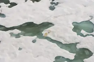 Images Dated 23rd July 2006: polar bear, Ursus maritimus, sow with cub walking on multi-layer ice on the Chuckchi Sea