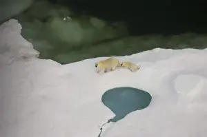 polar bear, Ursus maritimus, sow with cub walking on multi-layer ice on the Chuckchi Sea